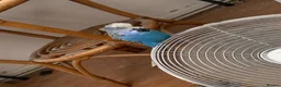 Budgerigars birds for sale: Budgies and canaries  in Hoddesdon - Advert 3