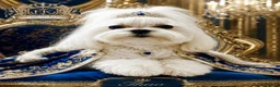 Maltese dogs for stud: 👑Exquisite KC Korean Maltese Stud DNA Clear👑 - Advert 1