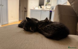 Maine Coon cats for sale: 2 Maine coon x tabby kittens  - Image 4