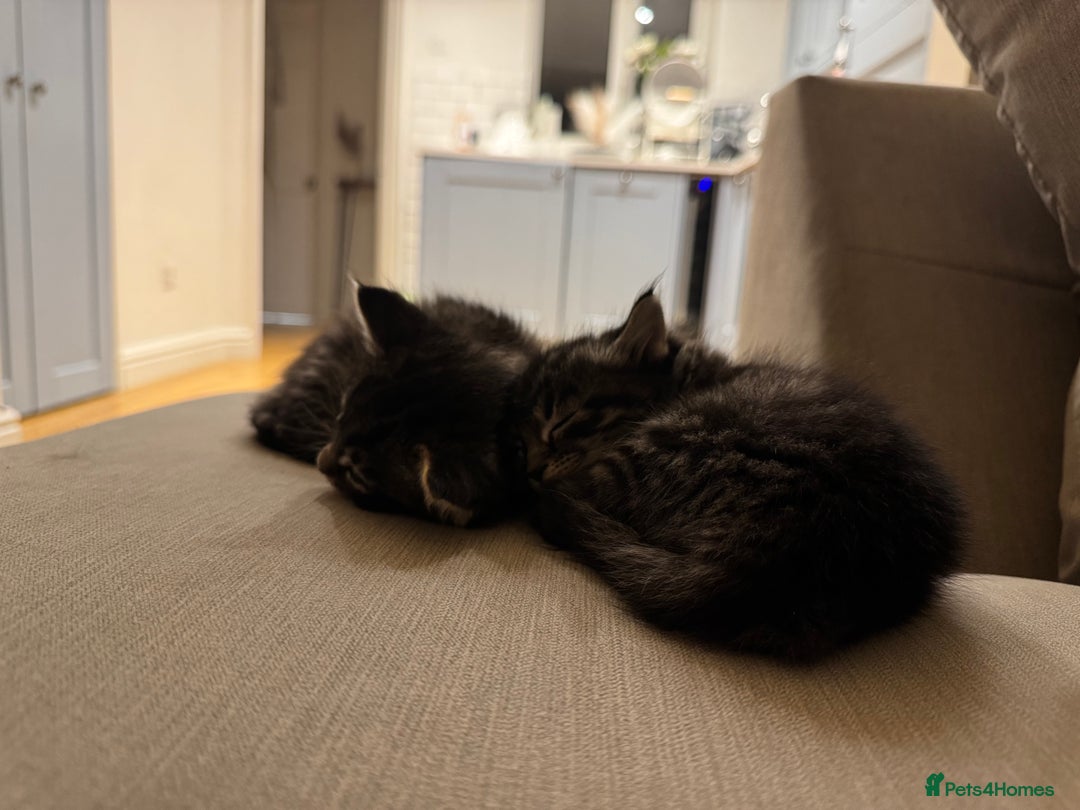 Maine Coon cats for sale: 2 Maine coon x tabby kittens  - Image 4