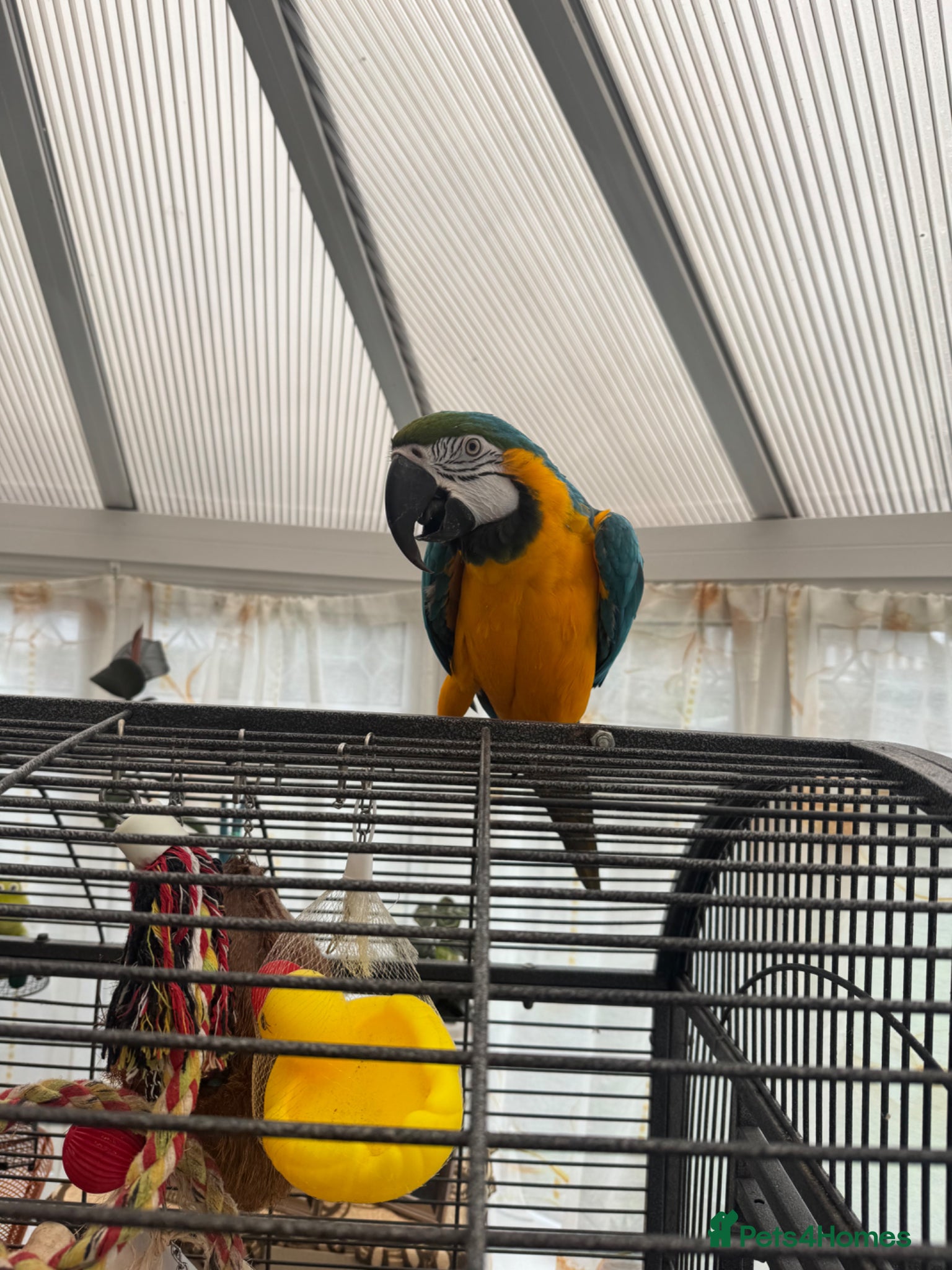 Parrots birds Bobi Macaw - Advert 1