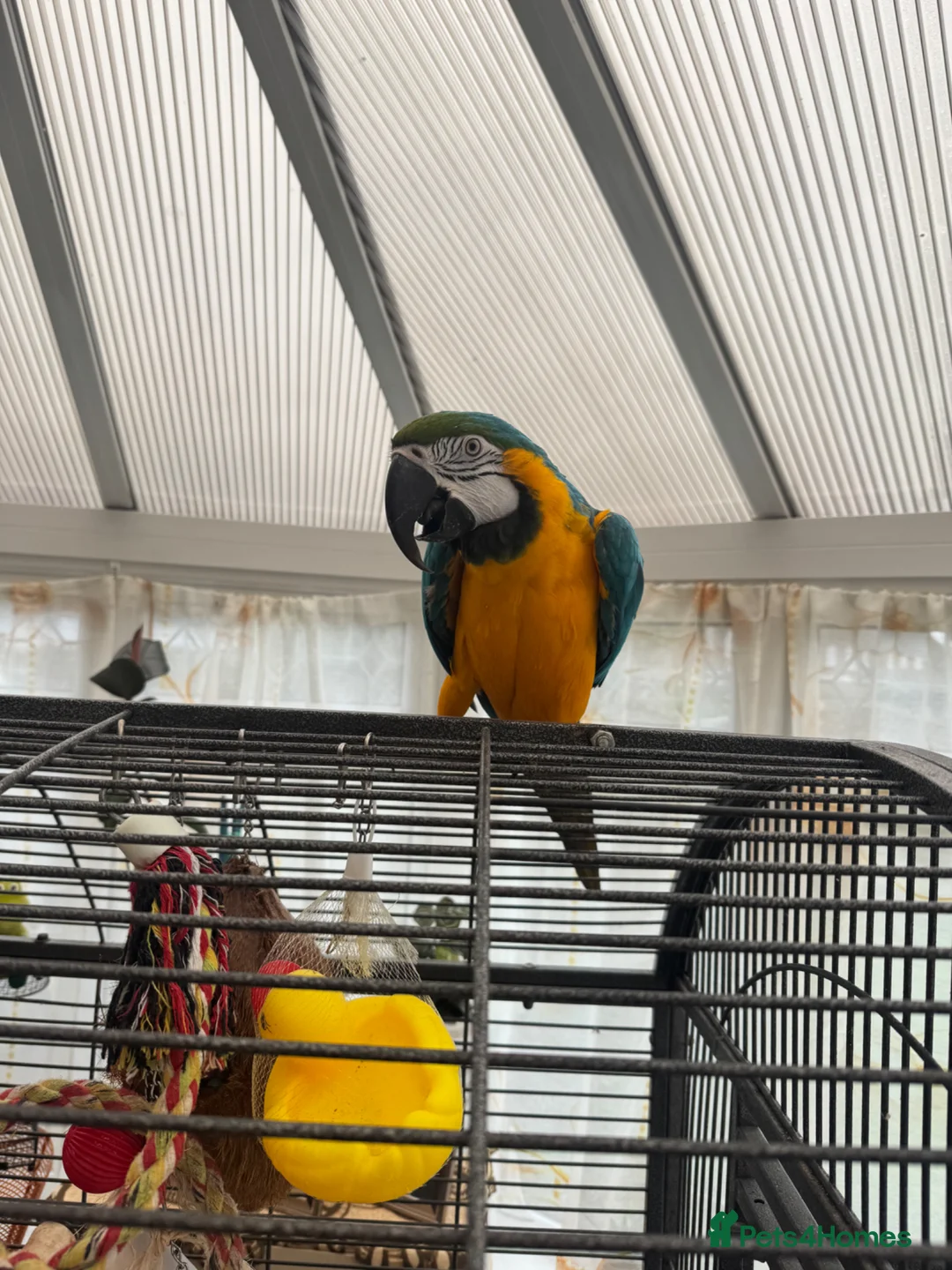 Parrots birds for sale: Bobi Macaw - Advert 1