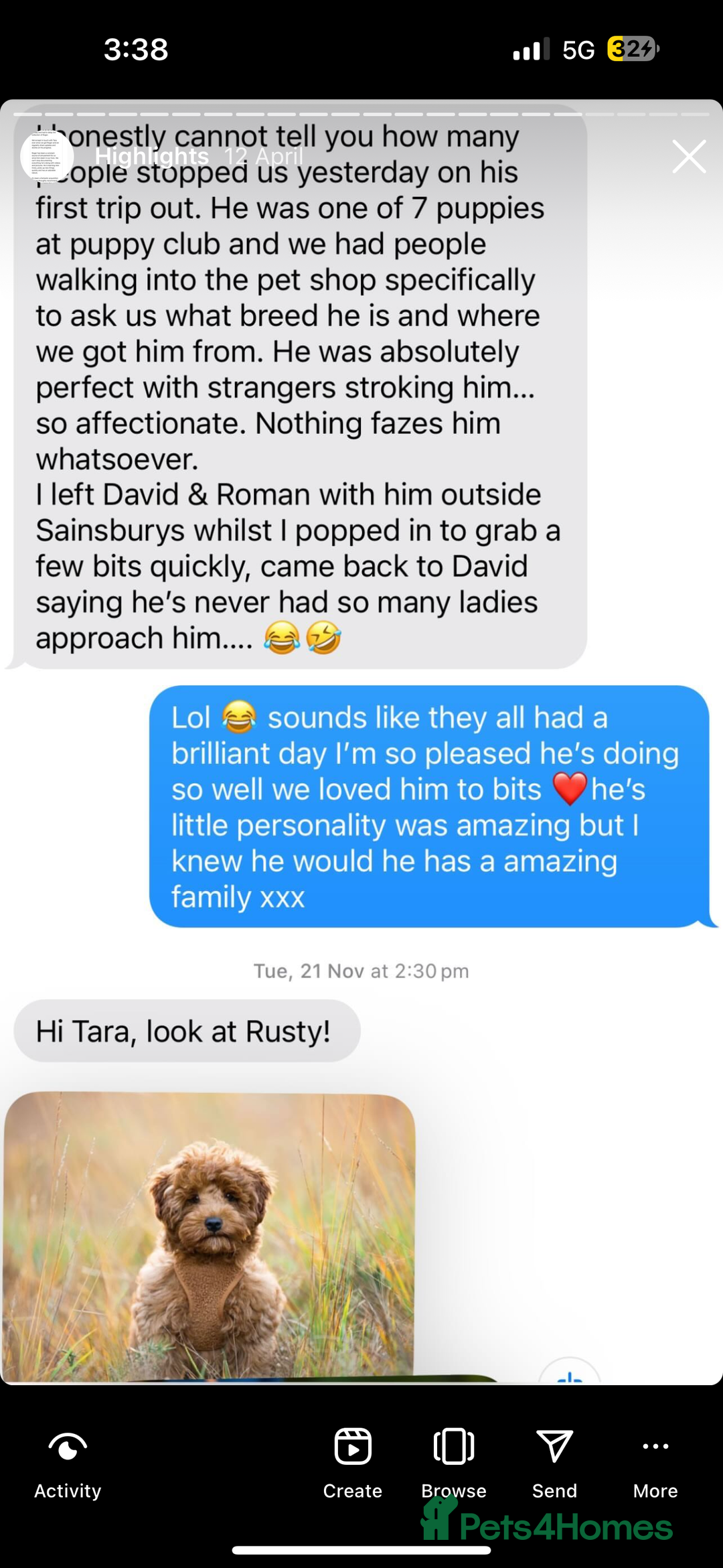 Cavapoo dogs for sale: F1b Cavapoo puppies  - Advert 13