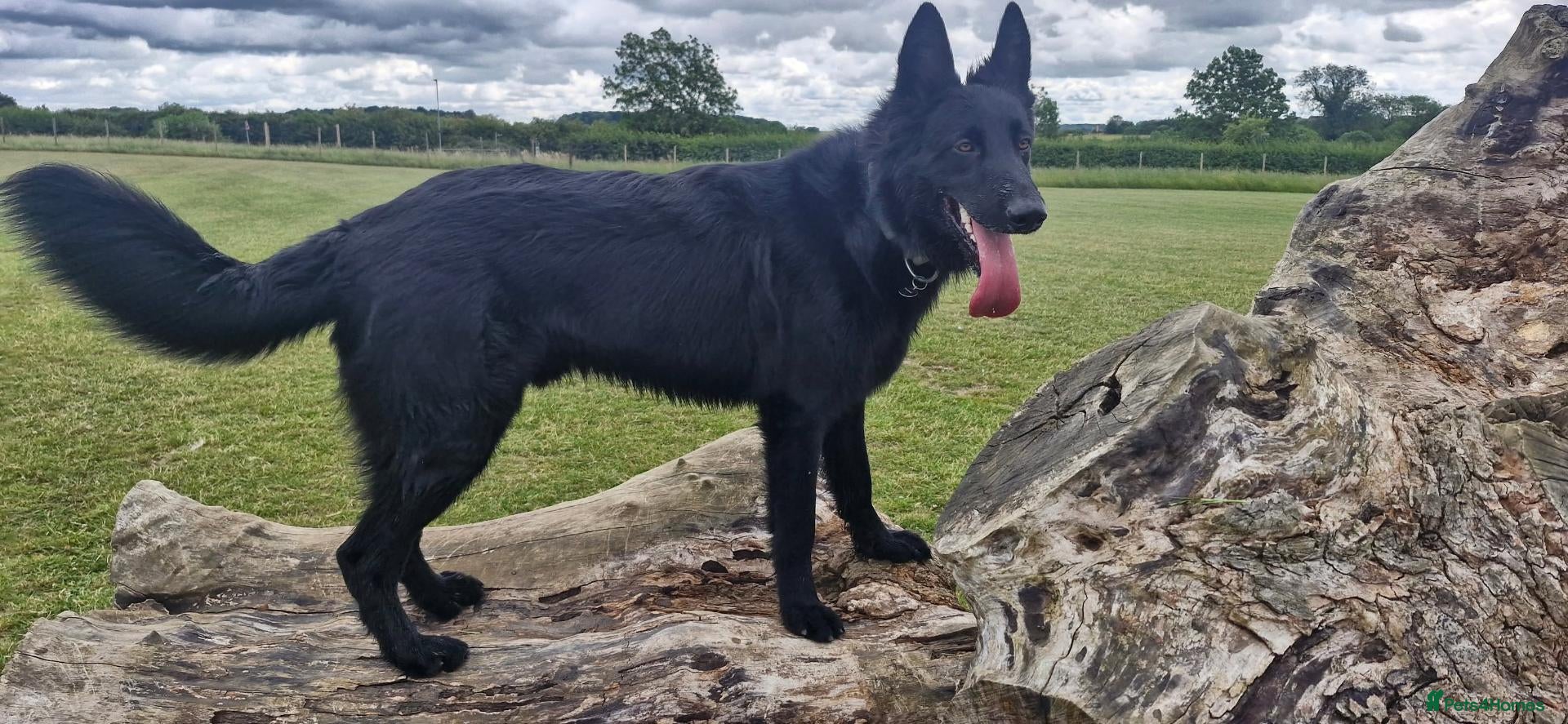 German Shepherd dogs German Shepherd Elite Pure Black (Groenendael) - Advert 1