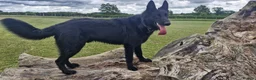 German Shepherd dogs for stud: German Shepherd Elite Pure Black (Groenendael) - Advert 1