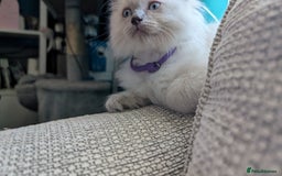 Ragdoll cats for sale: 5 Ragdoll Kittens for Sale - Image 7