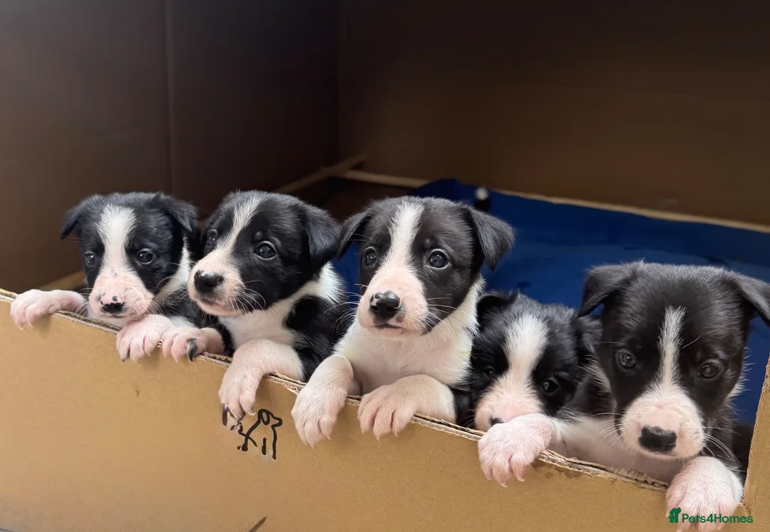 Border Collie dogs for sale: Beautiful Border Collie pups - Advert 6