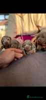 Miniature Dachshund dogs True Miniature Dachshund puppies - Advert 14