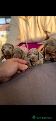 Miniature Dachshund dogs True Miniature Dachshund puppies - Advert 13