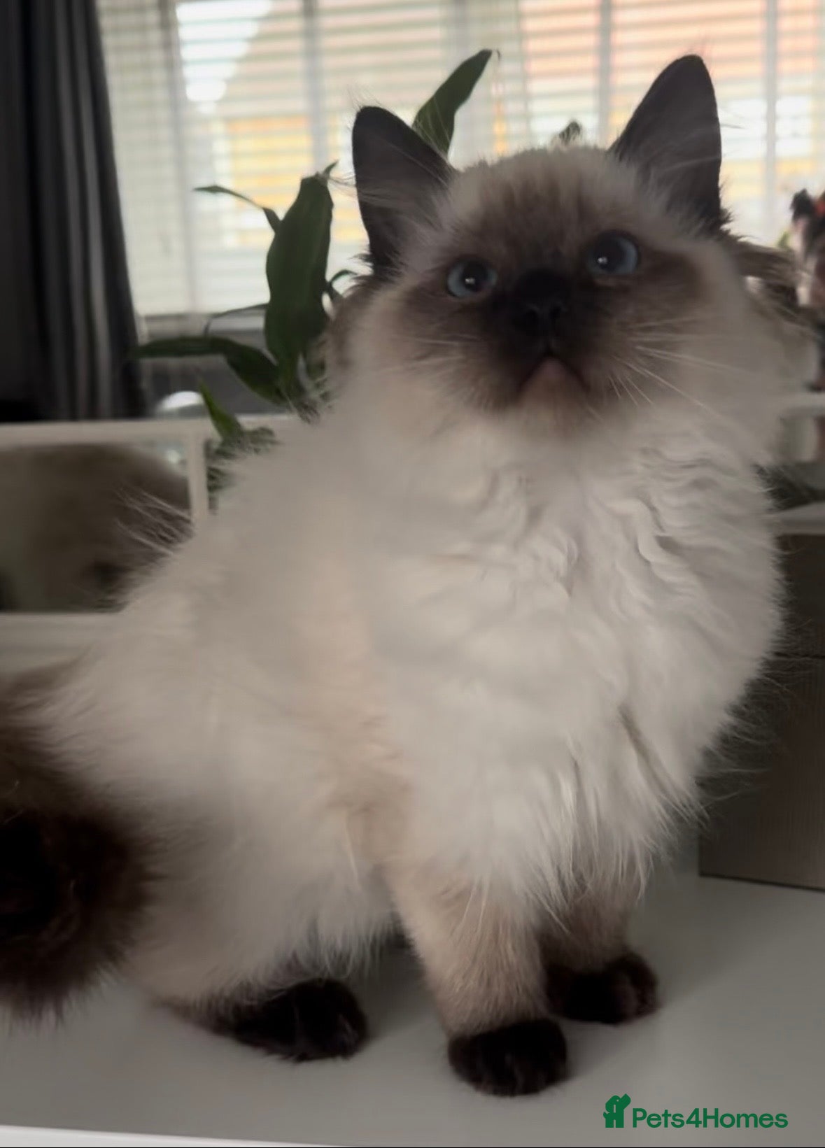 Ragdoll cats Beautiful full pedigree Ragdoll kittens ❤️😻 - Advert 5
