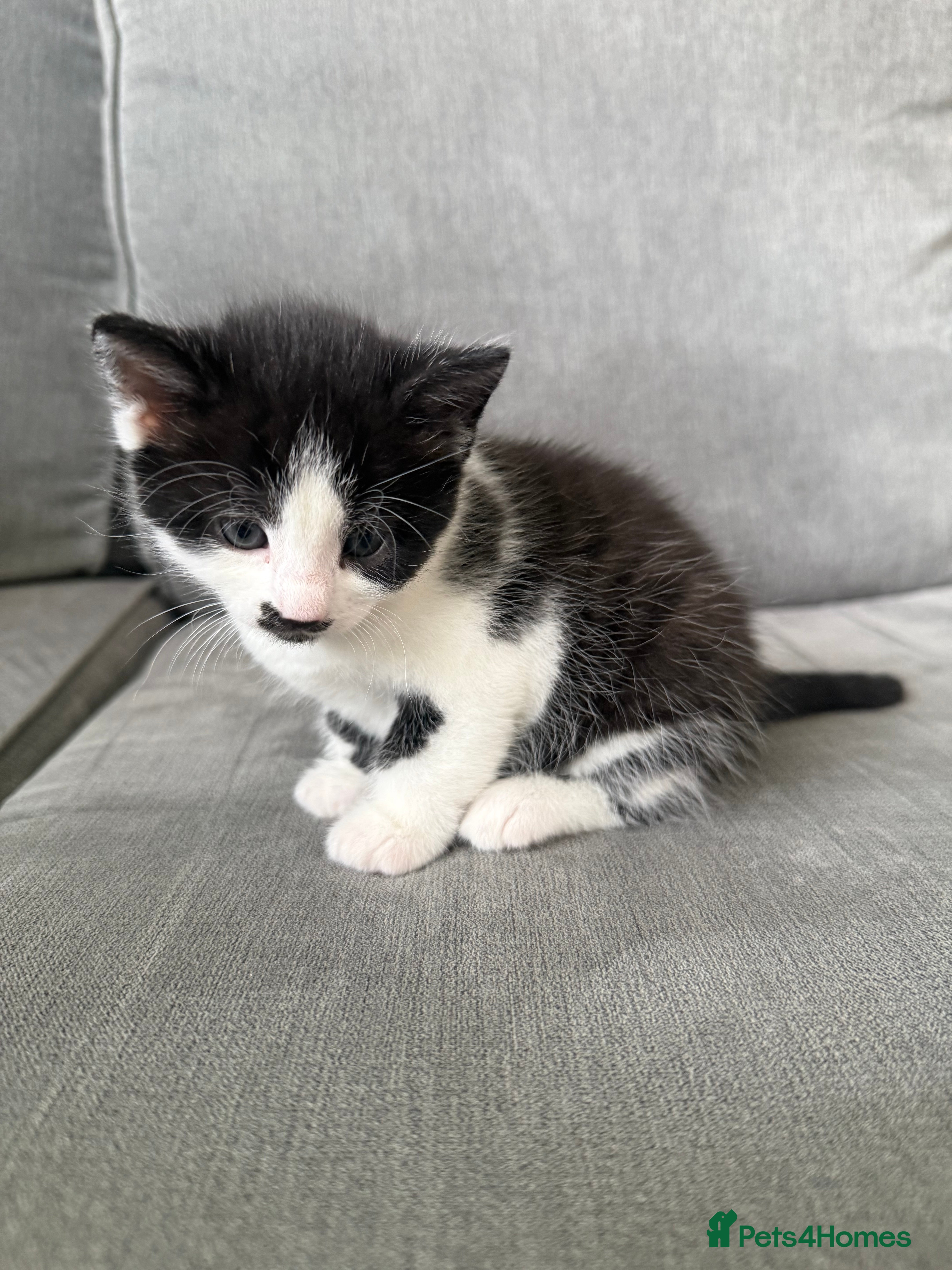 Mixed Breed cats Adorable female kitten ready to go 21st April - Advert 9