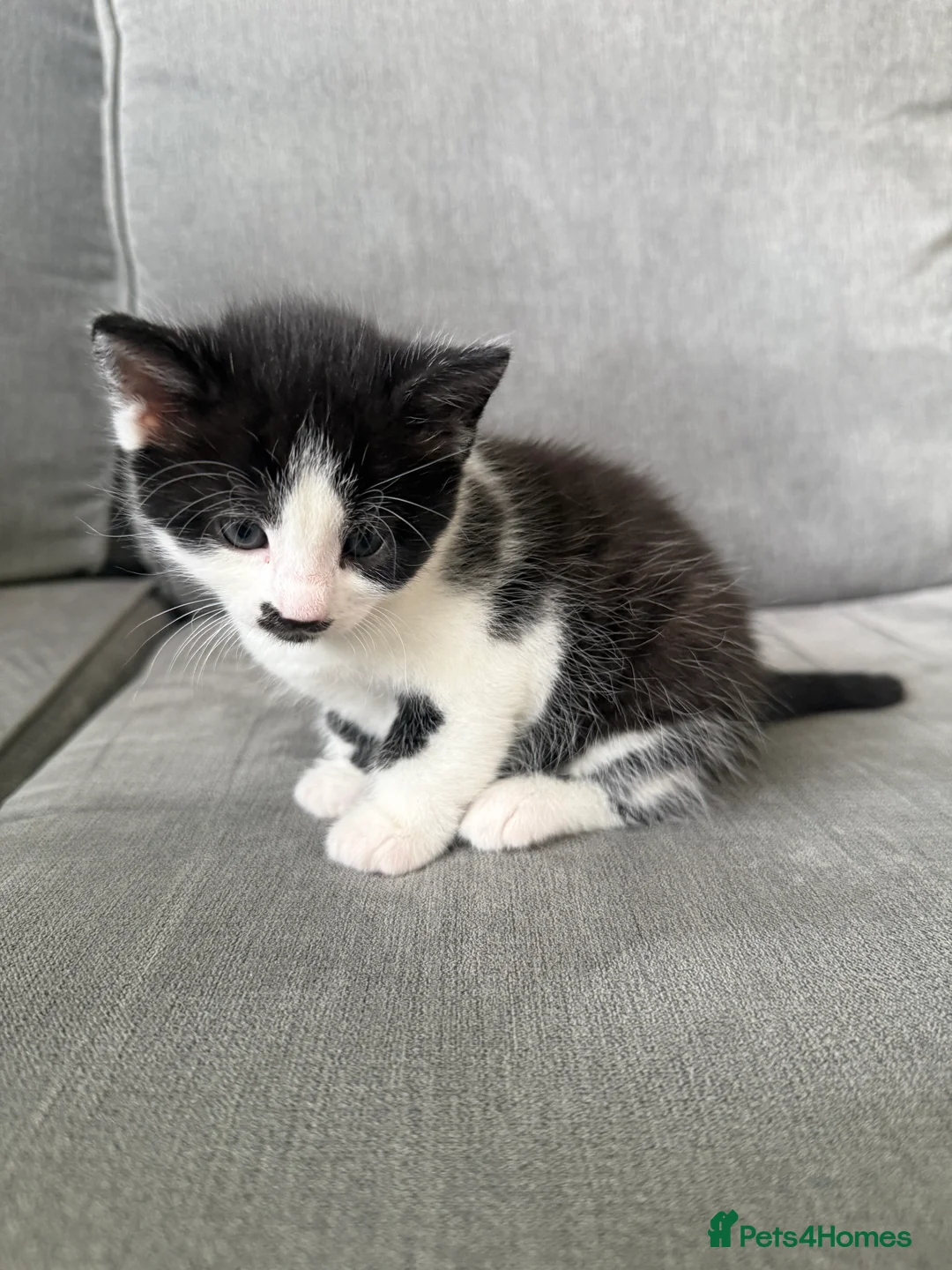 Mixed Breed cats for sale: Adorable female kitten ready to go 21st April in Chelmsford - Advert 3