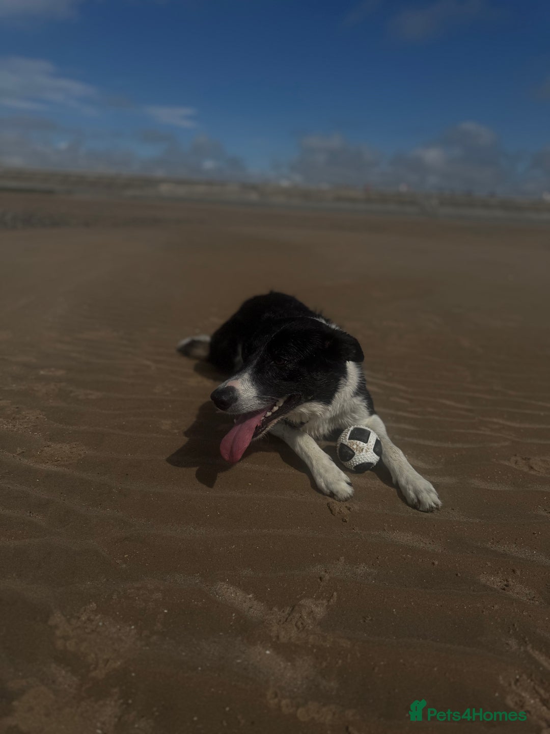 Border Collie dogs for sale: For sale 3 GILR border collie  - Advert 1