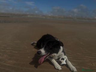 Border Collie dogs For sale 3 GILR border collie - Advert 2