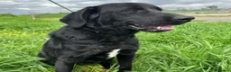 Mixed Breed dogs for adoption: Lonzo (Retriever mix) in Basingstoke - Advert 9