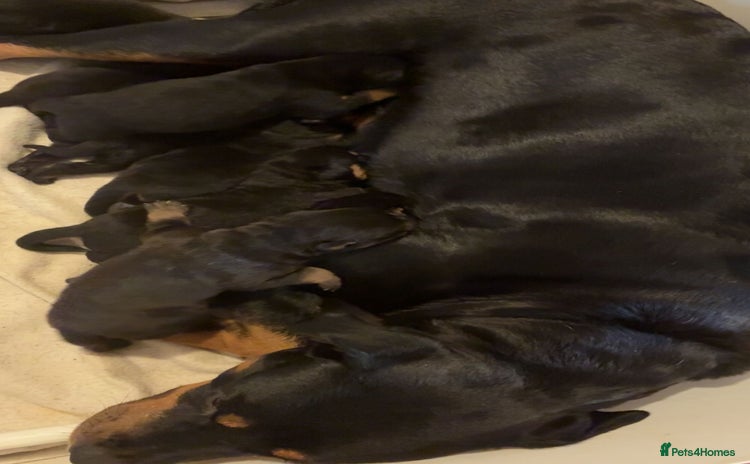 Rottweiler dogs - Advert 3