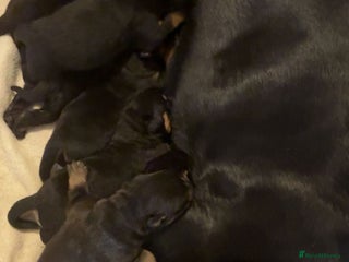 Rottweiler dogs - Advert 4