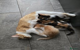 Mixed Breed cats for sale: Beautiful kittens - Image 2