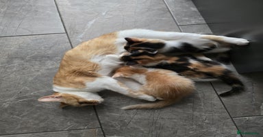 Mixed Breed cats - Advert 10
