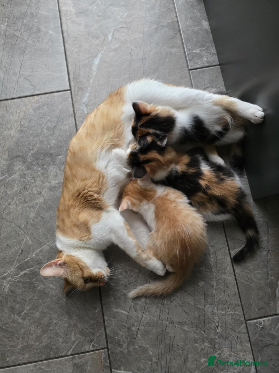 Mixed Breed cats for sale: Beautiful kittens - Image 2