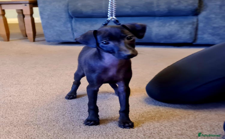 Italian Greyhound dogs - Advert 2