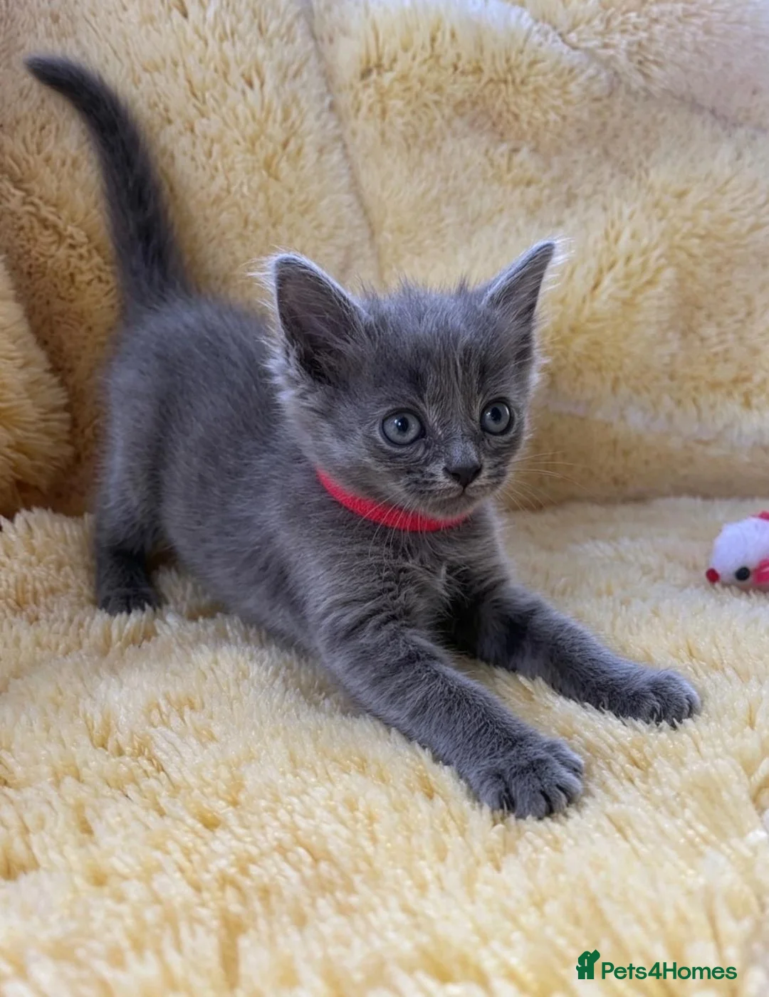 British Shorthair cats for sale: Gorgeous British shorthair Kittens! in Chichester - Advert 2