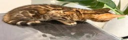 Bengal cats for sale: High-End & Premium Collect - Advert 13