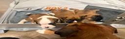 Boxer dogs for sale: Beautiful boxer puppies  - Advert 14