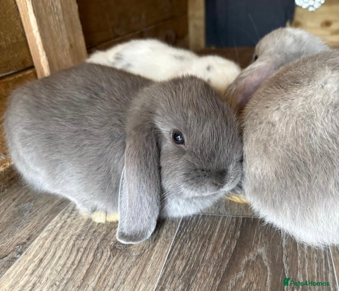 Mini Lop rabbits READY NOW for their forever home Lop eared Rabbits - Advert 2