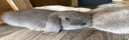 Mini Lop rabbits for sale: Gorgeous Lop eared Rabbits ready 27/06/2026 - Advert 4
