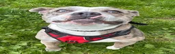Staffordshire Bull Terrier dogs for adoption: Pumba  - Advert 5