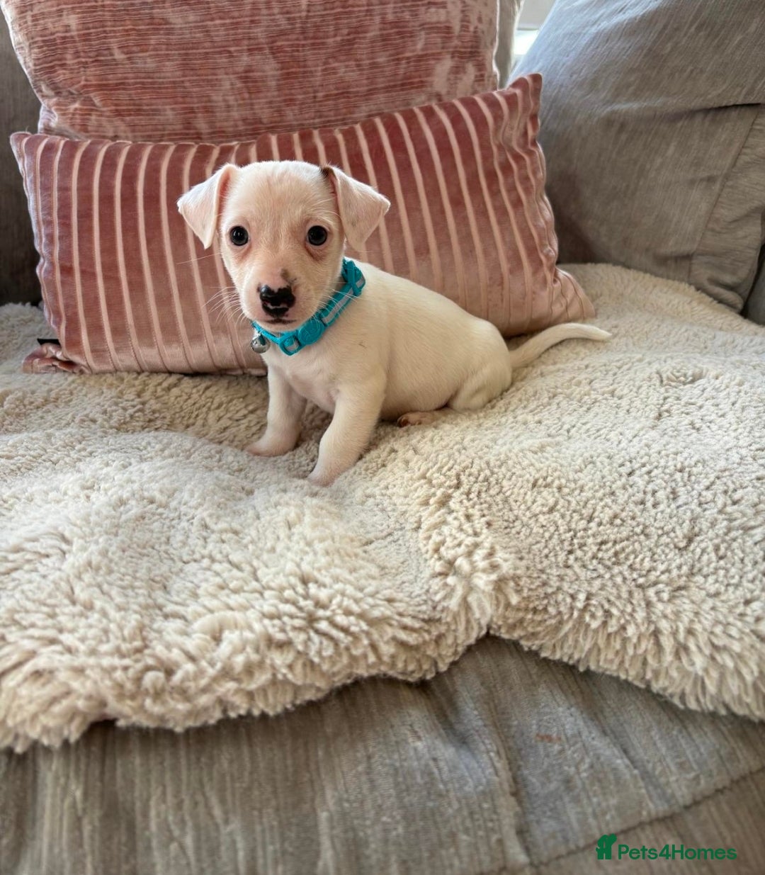 Jack Russell dogs Jack Russel puppies last boy remaining  - Advert 14
