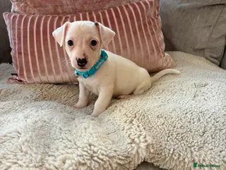 Jack Russell dogs Jack Russel puppies last boy remaining - Advert 14