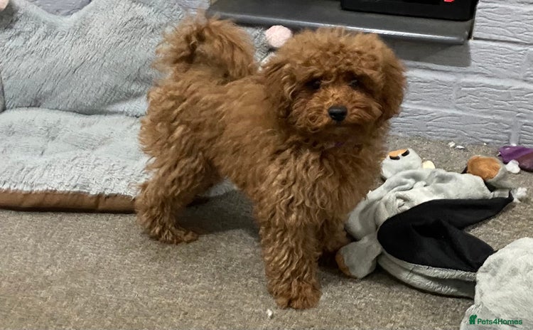 Toy Poodle dogs - Advert 9