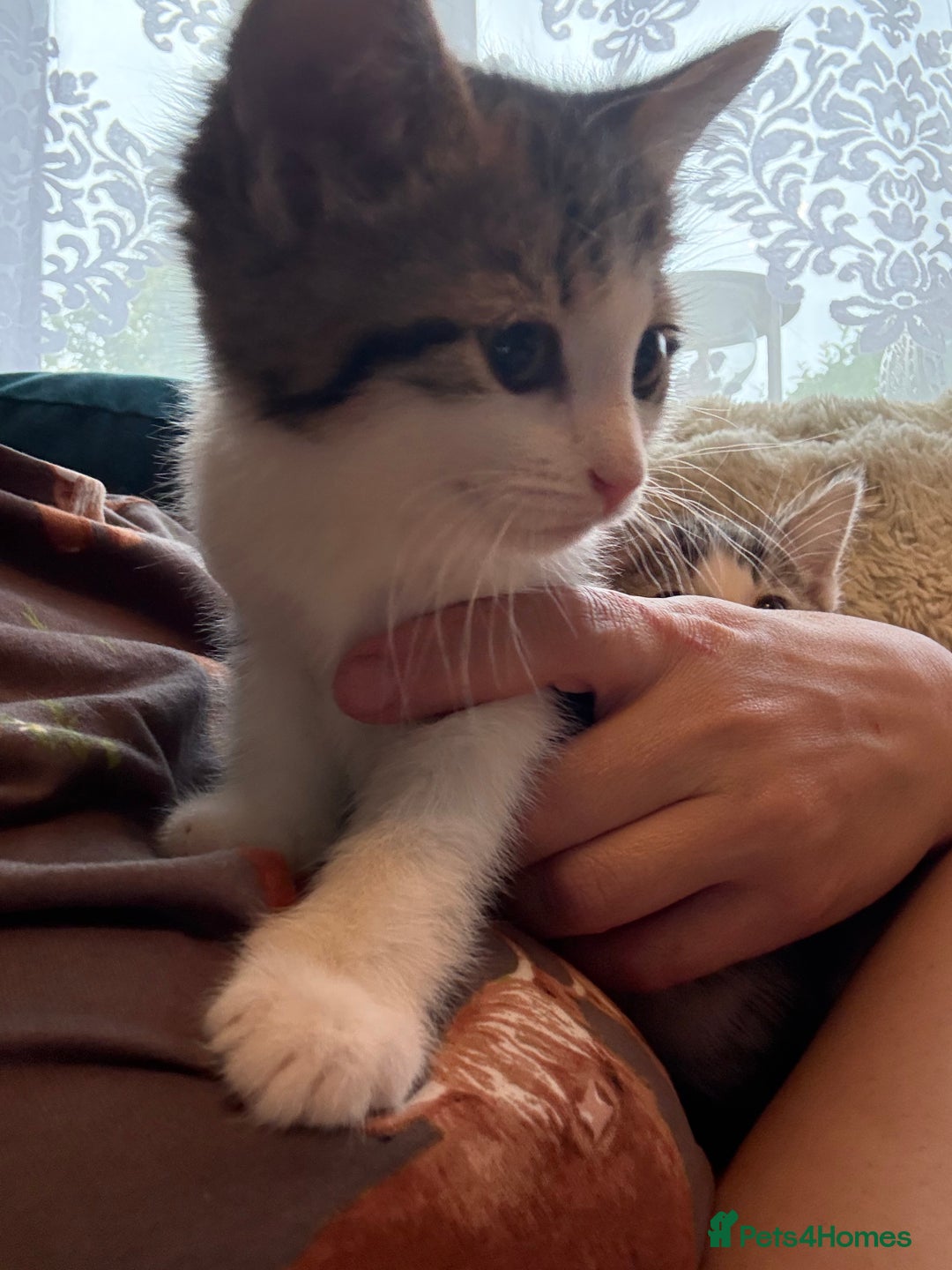 Siberian cats for sale: Last Stunning siberian cross kitten in Manchester - Image 5