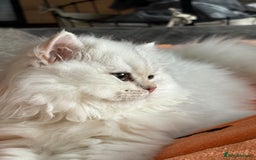 British Shorthair cats for sale: 🐾 Purebred British Shorthair & Longhair Kittens  - Image 8
