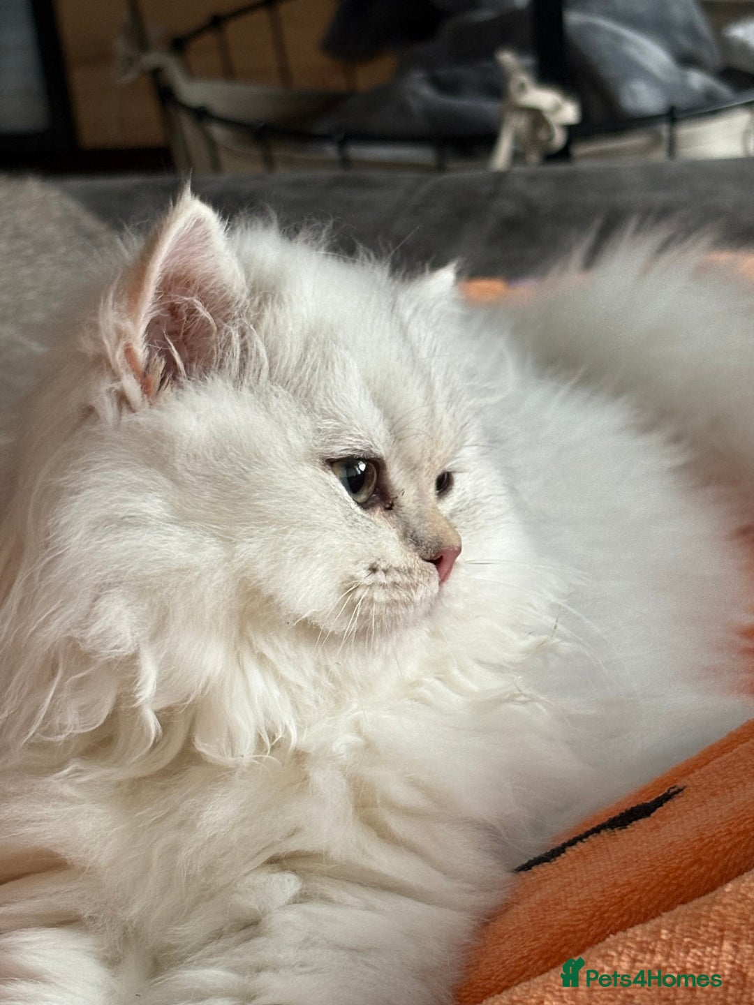 British Shorthair cats for sale: 🐾 Purebred British Shorthair & Longhair Kittens  - Image 8