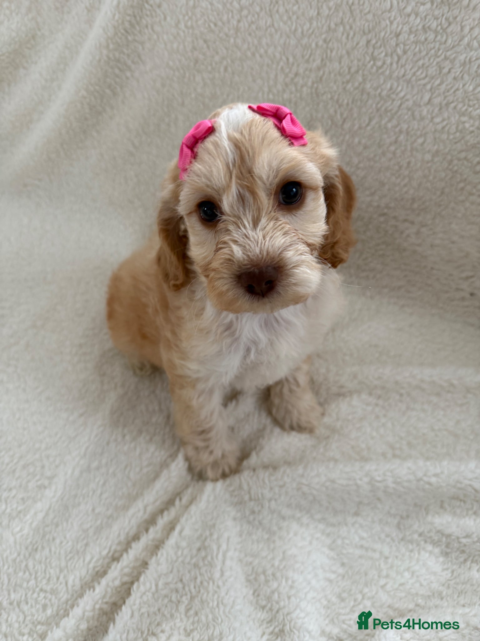 Cockapoo dogs  F1 cockapoo  puppies READY TO GO  ❤️ - Advert 17
