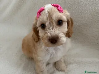 Cockapoo dogs READY TO GO F1 cockapoo puppies - Advert 1