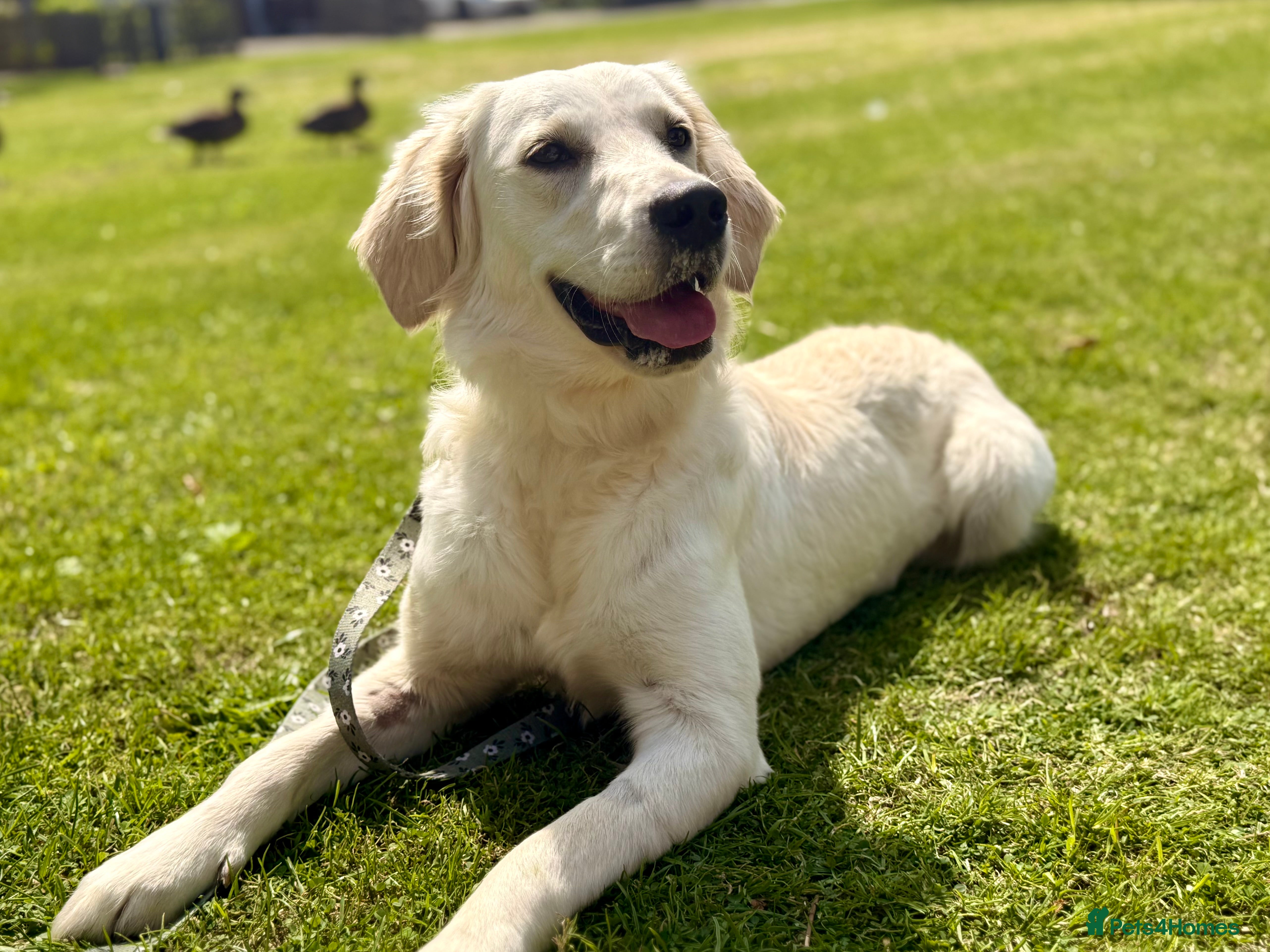 Golden Retriever dogs ✨ Champion line KC registered Old English cream ✨ - Advert 6