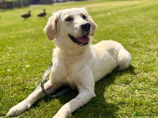 Golden Retriever dogs ✨ Champion line KC registered Old English cream ✨ - Advert 8