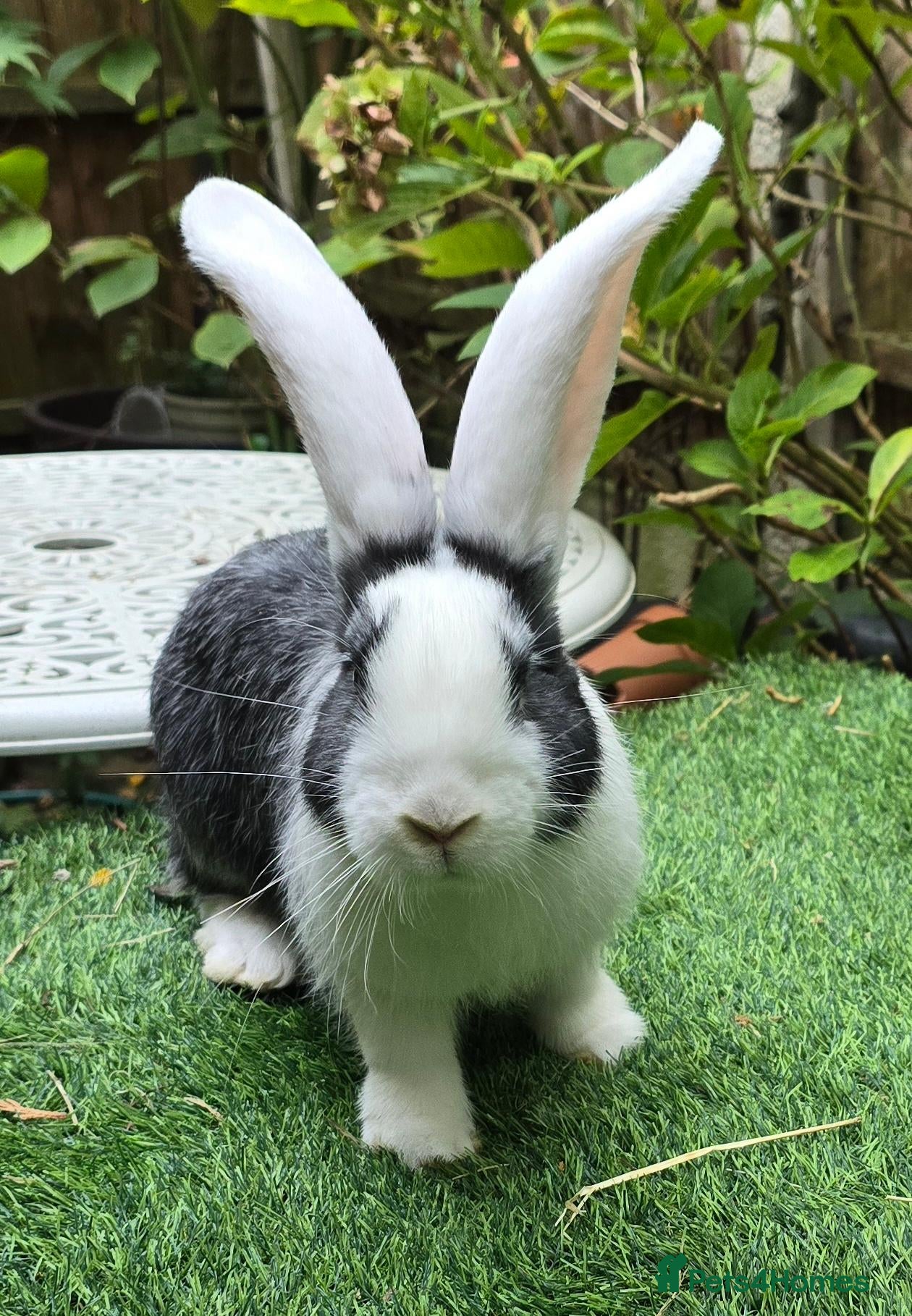 Continental Giant rabbits PURE BRED Continental Giant Baby Bucks  VACCINATED - Advert 2
