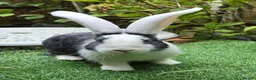 Continental Giant rabbits for sale: PURE BRED Continental Giant Baby Bucks  VACCINATED - Advert 1