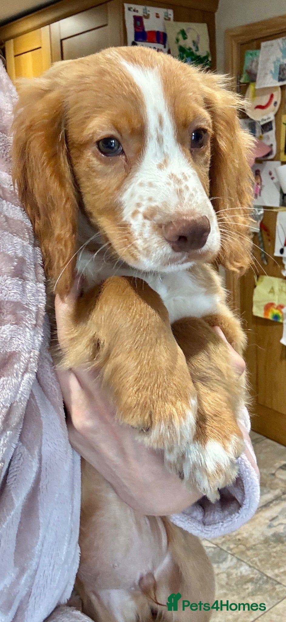 Cocker Spaniel dogs 🐾** Ready Now** KC Golden Boy🐾 - Advert 2