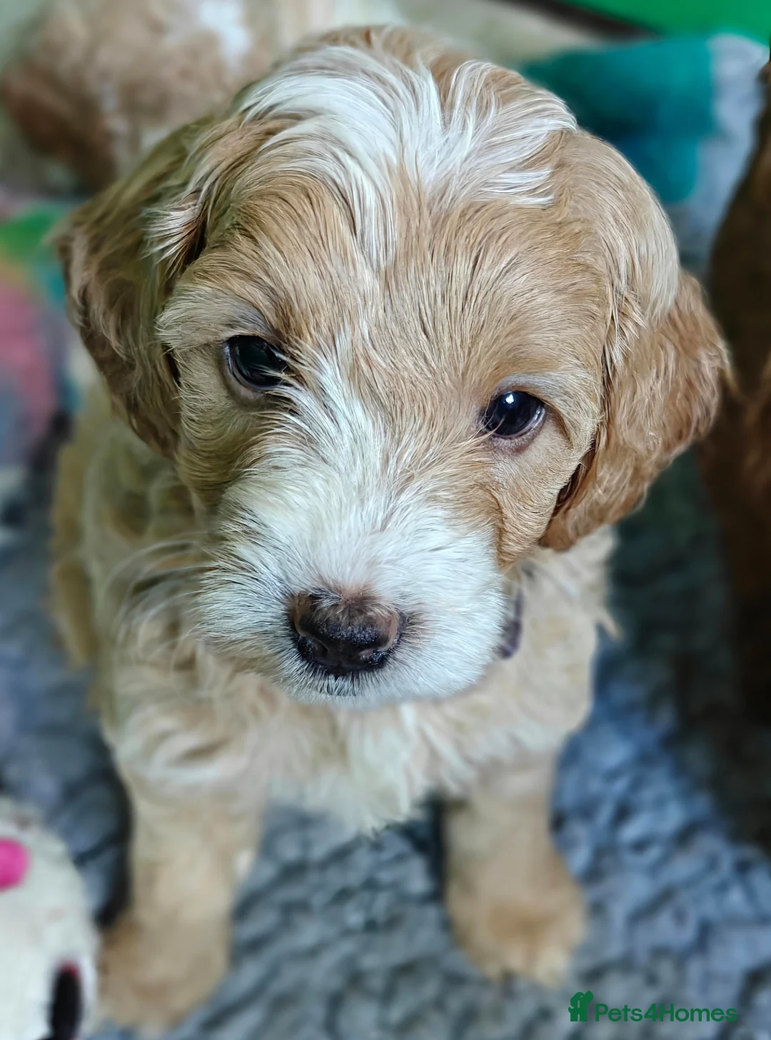 Cockapoo dogs for sale: Gorgeous F1B Cockapoo Puppies  - Advert 13