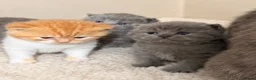 British Shorthair cats for sale: Champion GCCF British shorthair kittens - Advert 3