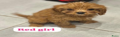 Cavapoo Puppy 4