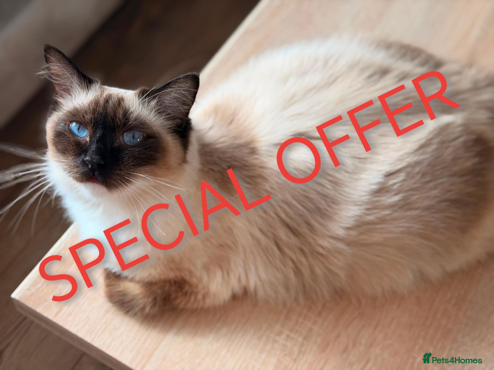 Ragdoll cats for sale: SPECIAL OFFER Wonderful purebred RAGDOLL  - Advert 21