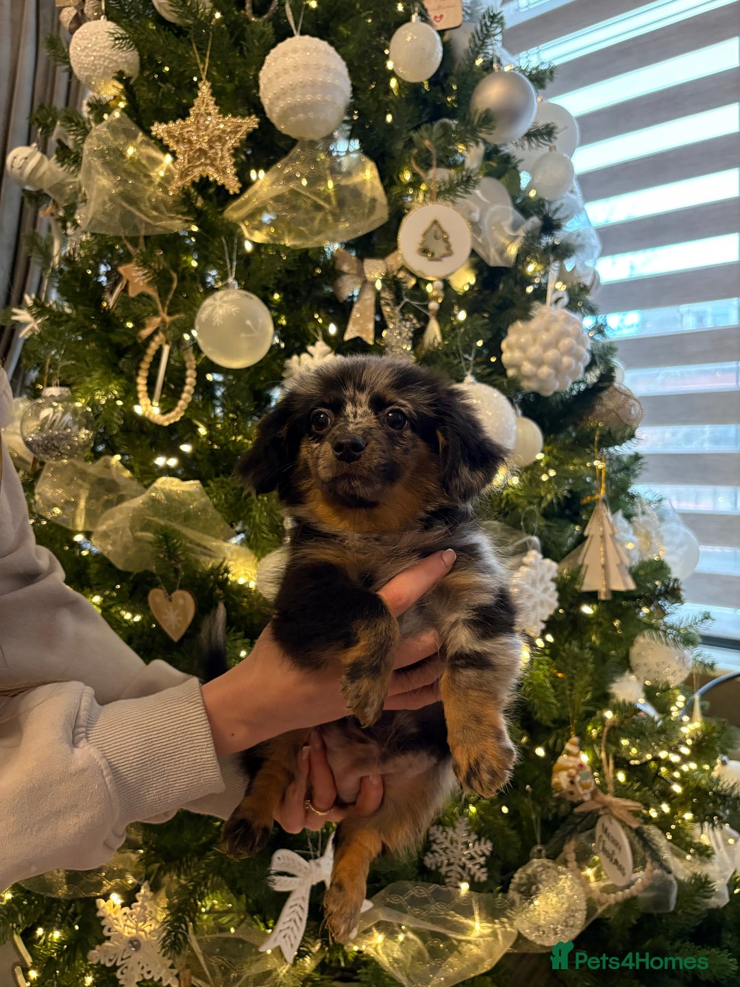 Mixed Breed dogs for sale: Miniature Dachshund x Pomeranian  - Advert 3