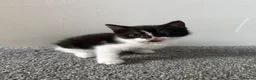 Mixed Breed cats for sale: Two Female Kittens - Advert 2